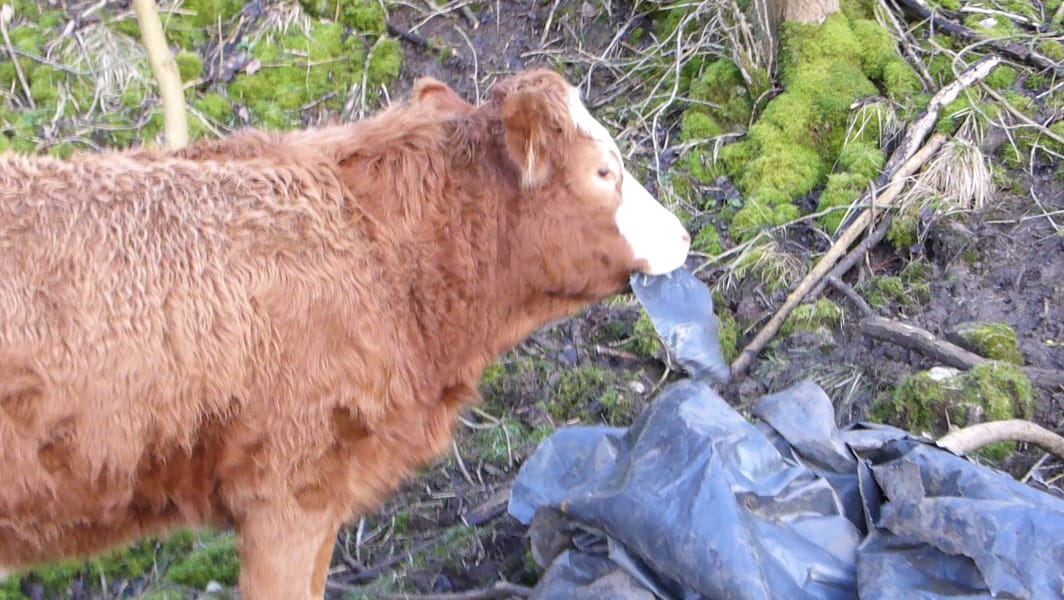 Cow eating discarded black plastic bag
