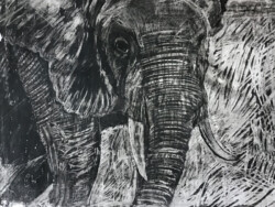 Elephant, by Graham Norman Elephant drawing by Graham Norman